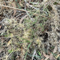 Stellaria pungens at Point 4997 - 1 May 2024