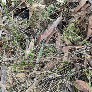 Stellaria pungens at Point 4997 - 1 May 2024