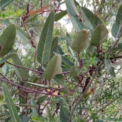Hardenbergia violacea (False Sarsaparilla) at Acton, ACT - 1 May 2024 by Hejor1