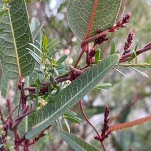 Hardenbergia violacea at Point 4997 - 1 May 2024