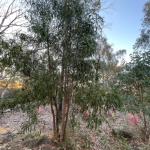 Acacia implexa at Black Mountain - 1 May 2024