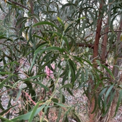 Acacia implexa at Black Mountain - 1 May 2024 05:05 PM