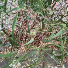 Acacia implexa at Black Mountain - 1 May 2024