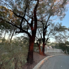 Eucalyptus sideroxylon (Mugga Ironbark) at Black Mountain - 1 May 2024 by Hejor1