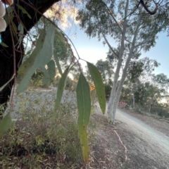 Eucalyptus sideroxylon at Point 4999 - 1 May 2024