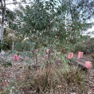 Eucalyptus sp. (A Gum Tree) at Black Mountain - 1 May 2024 by Hejor1