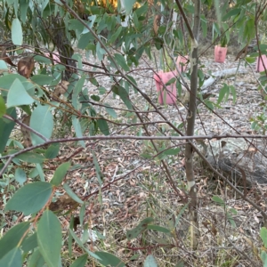 Eucalyptus sp. at Black Mountain - 1 May 2024