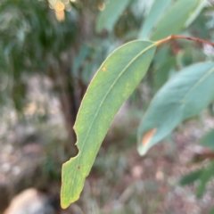 Eucalyptus sp. at Black Mountain - 1 May 2024 05:06 PM