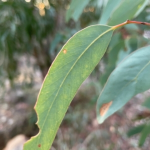 Eucalyptus sp. at Black Mountain - 1 May 2024 05:06 PM