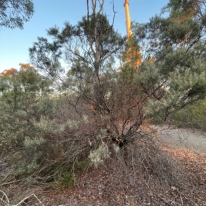 Acacia boormanii at Black Mountain - 1 May 2024 05:11 PM