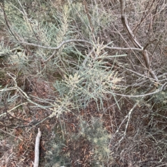 Acacia boormanii at Black Mountain - 1 May 2024 05:11 PM