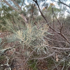 Acacia boormanii at Black Mountain - 1 May 2024 05:11 PM