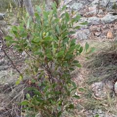 Acacia penninervis var. penninervis (Hickory Wattle) at Black Mountain - 1 May 2024 by Hejor1