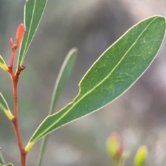 Acacia penninervis var. penninervis at Black Mountain - 1 May 2024