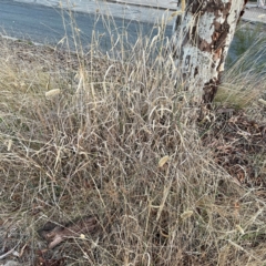 Phalaris aquatica (Phalaris, Australian Canary Grass) at Acton, ACT - 1 May 2024 by Hejor1