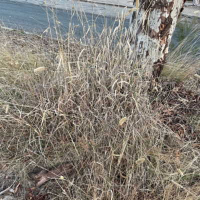 Phalaris aquatica (Phalaris, Australian Canary Grass) at Black Mountain - 1 May 2024 by Hejor1