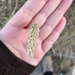 Phalaris aquatica at Black Mountain - 1 May 2024