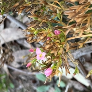 Centaurium erythraea at Black Mountain - 1 May 2024