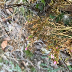 Centaurium erythraea at Black Mountain - 1 May 2024 05:15 PM