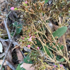 Centaurium erythraea at Black Mountain - 1 May 2024