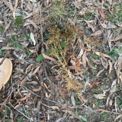 Centaurium erythraea at Black Mountain - 1 May 2024