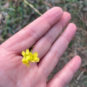 Hirschfeldia incana at Black Mountain - 1 May 2024