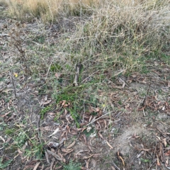 Hirschfeldia incana at Black Mountain - 1 May 2024