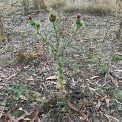 Cirsium vulgare (Spear Thistle) at Black Mountain - 1 May 2024 by Hejor1