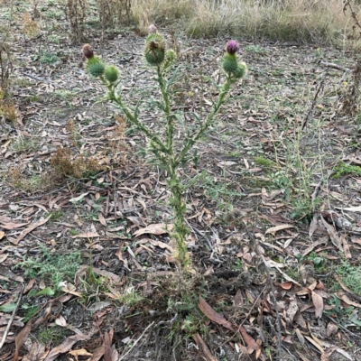 Cirsium vulgare (Spear Thistle) at Black Mountain - 1 May 2024 by Hejor1