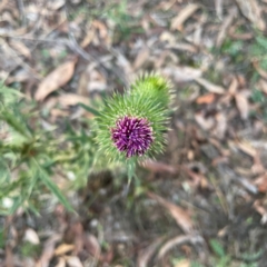 Cirsium vulgare at Black Mountain - 1 May 2024 05:14 PM