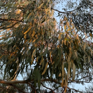 Eucalyptus lactea at Black Mountain - 1 May 2024