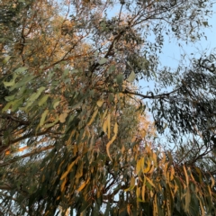 Eucalyptus lactea at Black Mountain - 1 May 2024