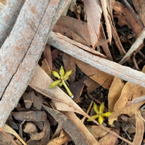 Eucalyptus lactea at Black Mountain - 1 May 2024