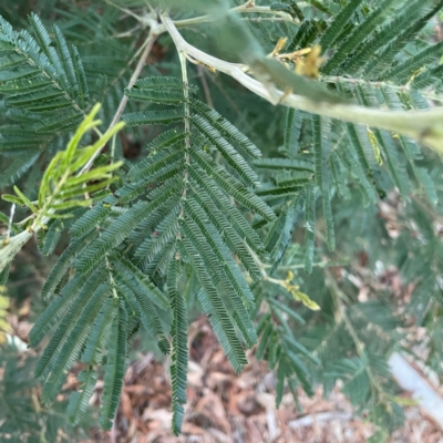 Acacia mearnsii (Black Wattle) at Acton, ACT - 1 May 2024 by Hejor1