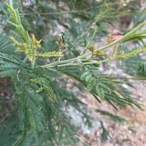 Acacia mearnsii at Black Mountain - 1 May 2024 05:05 PM