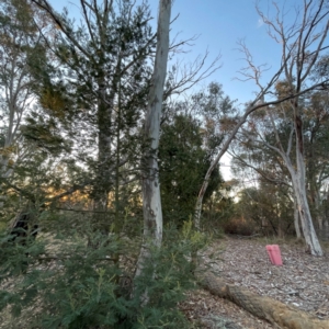 Acacia mearnsii at Black Mountain - 1 May 2024 05:05 PM