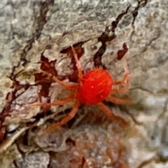 Trombidiidae (family) (Red velvet mite) at Acton, ACT - 1 May 2024 by Hejor1
