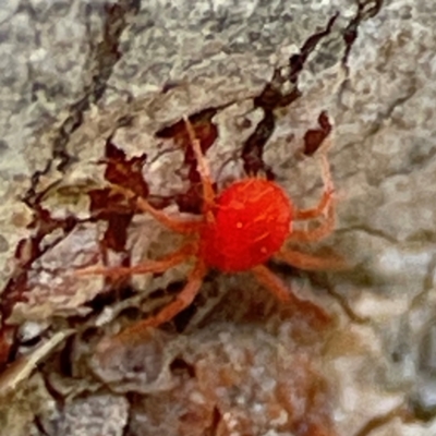 Trombidiidae (family) (Red velvet mite) at Black Mountain - 1 May 2024 by Hejor1