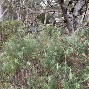 Cassinia longifolia at Point 4997 - 1 May 2024 05:22 PM