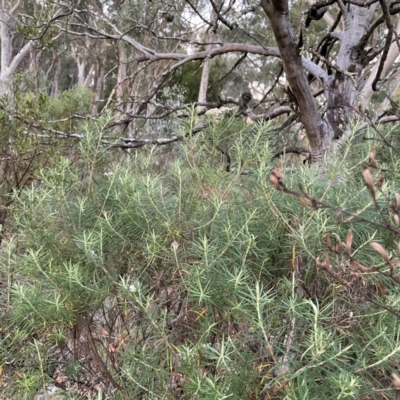 Cassinia longifolia (Shiny Cassinia, Cauliflower Bush) at Point 4997 - 1 May 2024 by Hejor1