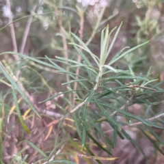 Cassinia longifolia at Point 4997 - 1 May 2024