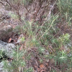 Cassinia longifolia at Point 4997 - 1 May 2024