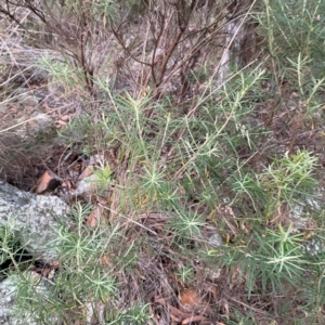 Cassinia longifolia at Point 4997 - 1 May 2024