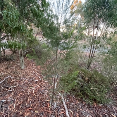 Exocarpos cupressiformis (Cherry Ballart) at Acton, ACT - 1 May 2024 by Hejor1