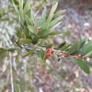 Melaleuca sp. at Black Mountain - 1 May 2024