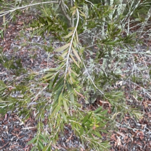 Melaleuca sp. at Black Mountain - 1 May 2024