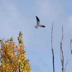 Elanus axillaris (Black-shouldered Kite) at Lawson, ACT - 28 Apr 2024 by TimL