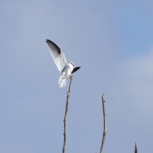 Elanus axillaris at Lawson, ACT - 28 Apr 2024