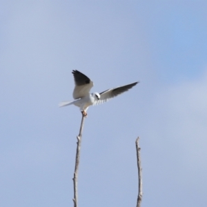 Elanus axillaris at Lawson, ACT - 28 Apr 2024