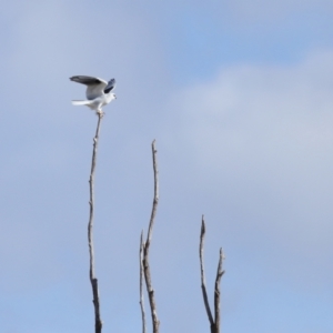 Elanus axillaris at Lawson, ACT - 28 Apr 2024